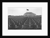 US Marine Cemetery on Iwo Jima by Anonymous