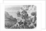 Abyssinian War 1867-68 by Anonymous