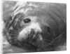 Face of a Grey Seal by Anonymous