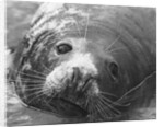 Face of a Grey Seal by Anonymous