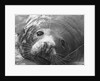 Face of a Grey Seal by Anonymous