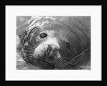 Face of a Grey Seal by Anonymous