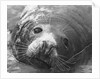 Face of a Grey Seal by Anonymous