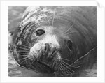 Face of a Grey Seal by Anonymous