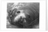 Face of a Grey Seal by Anonymous