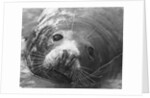 Face of a Grey Seal by Anonymous