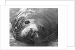Face of a Grey Seal by Anonymous