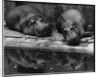 Two Hippos Rest by a Pool by Anonymous