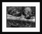 Two Hippos Rest by a Pool by Anonymous