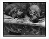 Two Hippos Rest by a Pool by Anonymous