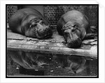 Two Hippos Rest by a Pool by Anonymous