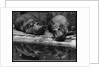Two Hippos Rest by a Pool by Anonymous