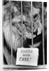 Circus Lion by Anonymous