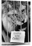 Circus Lion by Anonymous