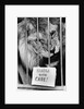 Circus Lion by Anonymous