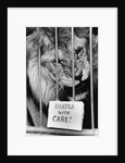 Circus Lion by Anonymous
