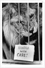 Circus Lion by Anonymous