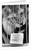Circus Lion by Anonymous
