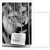 Circus Lion by Anonymous