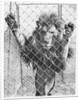 Caged Lion by Anonymous