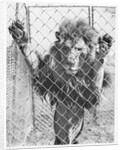 Caged Lion by Anonymous