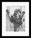 Caged Lion by Anonymous