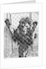 Caged Lion by Anonymous