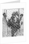 Caged Lion by Anonymous