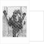 Caged Lion by Anonymous