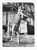 Kangaroo With a Punch Bag by Anonymous