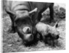 Black Rhinoceros with Her Baby by Anonymous