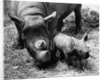 Black Rhinoceros with Her Baby by Anonymous