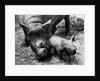 Black Rhinoceros with Her Baby by Anonymous