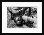 Black Rhinoceros with Her Baby by Anonymous