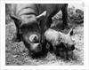 Black Rhinoceros with Her Baby by Anonymous