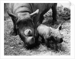Black Rhinoceros with Her Baby by Anonymous