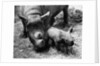Black Rhinoceros with Her Baby by Anonymous