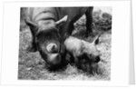 Black Rhinoceros with Her Baby by Anonymous