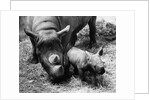 Black Rhinoceros with Her Baby by Anonymous