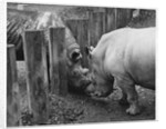 Rhinoceroses Greet Each Other by Anonymous