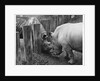 Rhinoceroses Greet Each Other by Anonymous