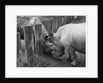 Rhinoceroses Greet Each Other by Anonymous