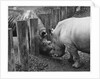 Rhinoceroses Greet Each Other by Anonymous