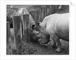 Rhinoceroses Greet Each Other by Anonymous