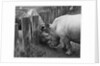 Rhinoceroses Greet Each Other by Anonymous