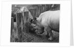 Rhinoceroses Greet Each Other by Anonymous