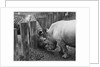 Rhinoceroses Greet Each Other by Anonymous