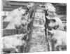 Pigs on a Farm by Anonymous