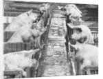 Pigs on a Farm by Anonymous