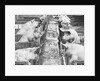 Pigs on a Farm by Anonymous